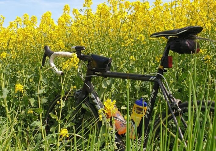 Fahrradfahrer im Peiner Land auf der Tour durch die Landschaft vorbei am Rapsfeld