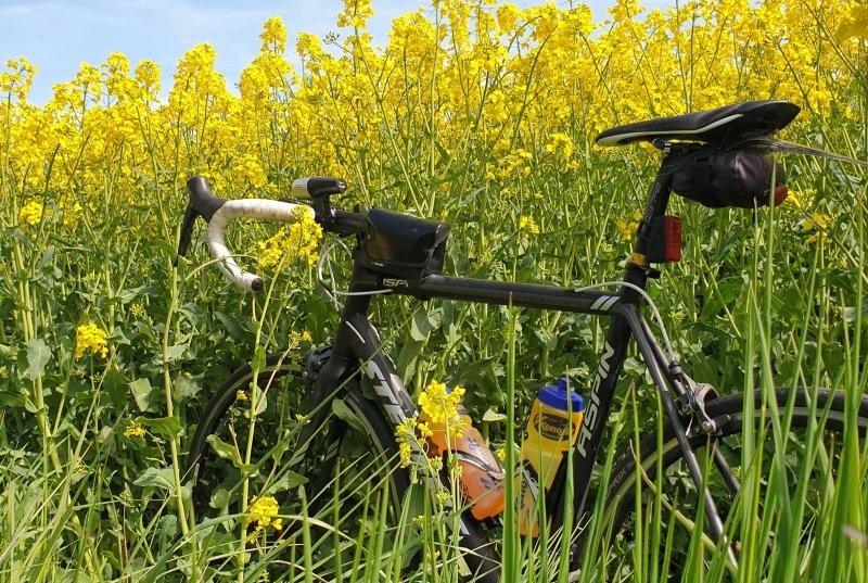 Fahrradfahrer im Peiner Land auf der Tour durch die Landschaft vorbei am Rapsfeld